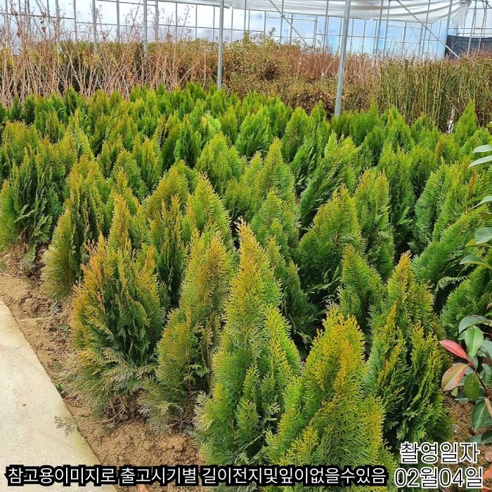 0204황금측백-001.jpg