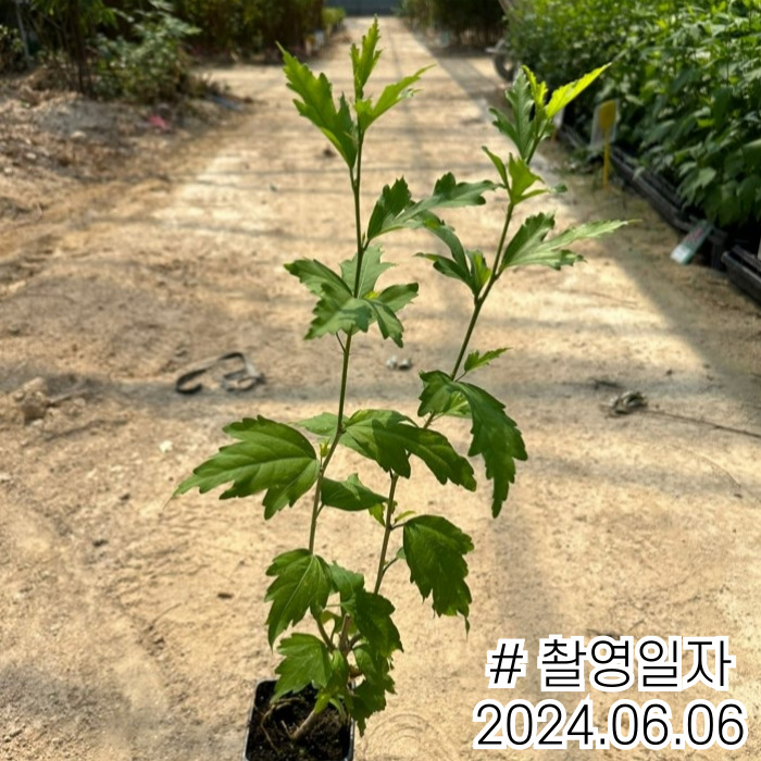 카바레파스텔2_240606.jpg