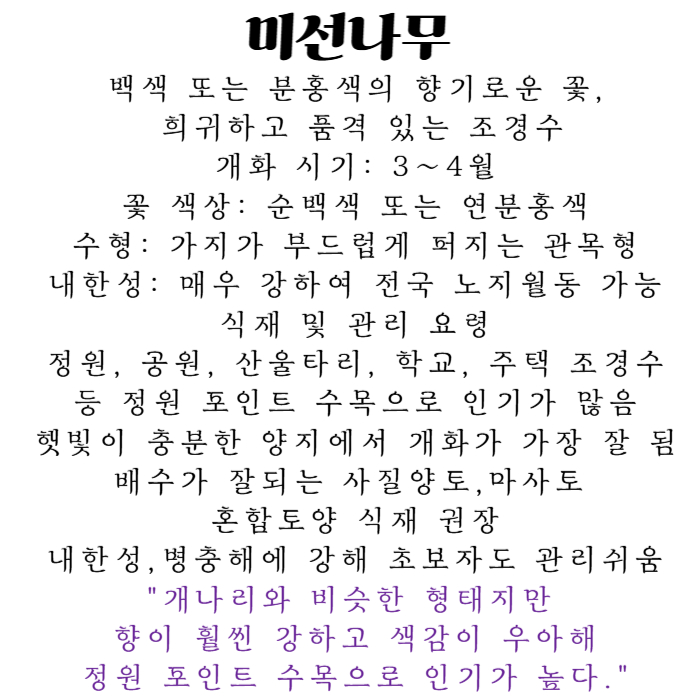 미선나무 설명-001.jpg