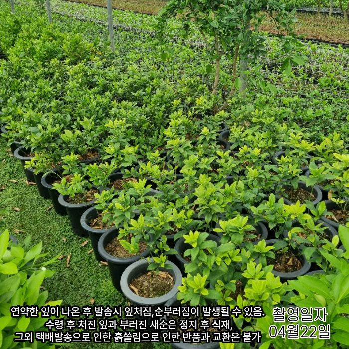감귤류0422상세요 (1).jpg