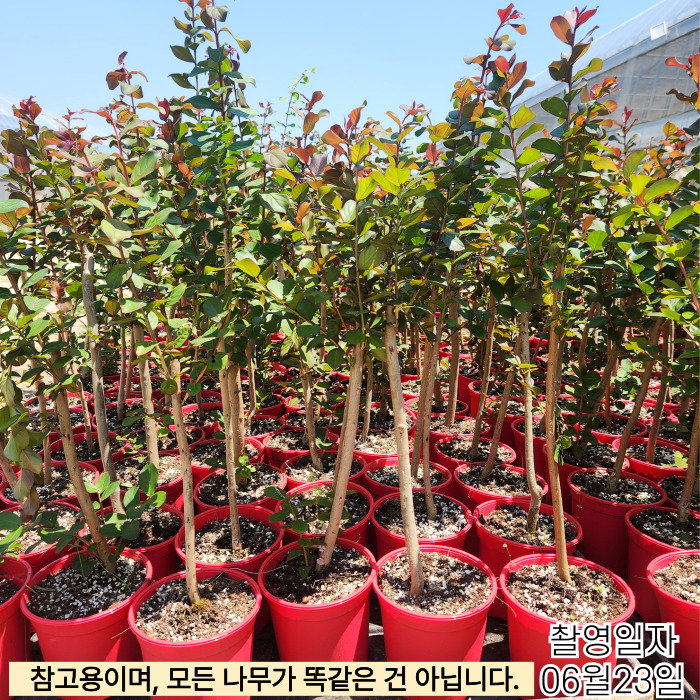 핑크벨로화분6_23-001 (1).jpg