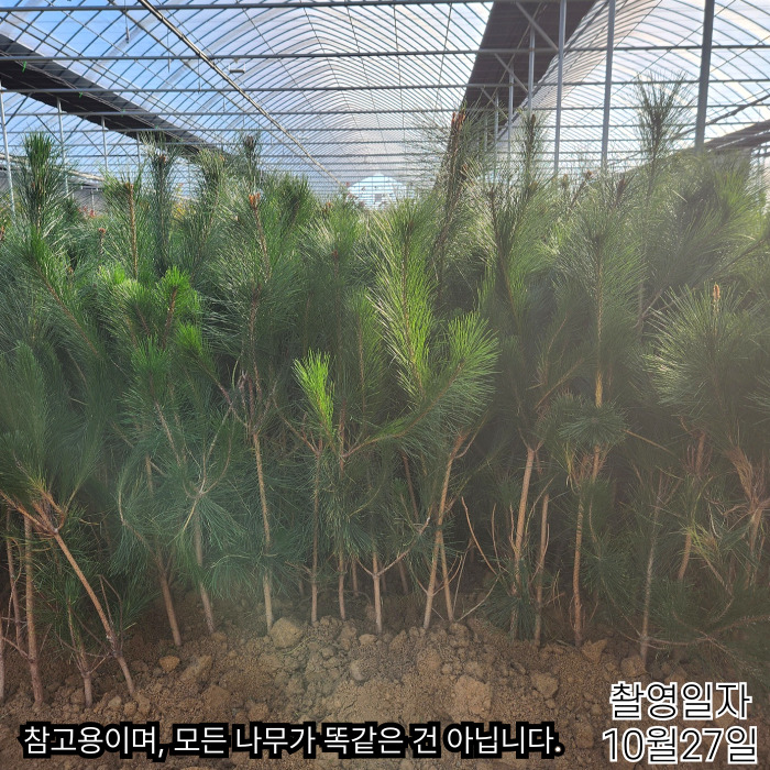 적송10_27-001 (1).jpg