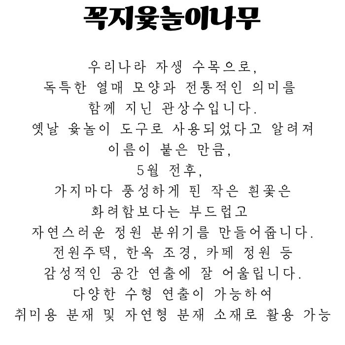윤노리 나무.jpg