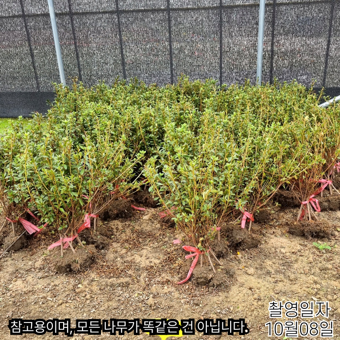 영산홍-10_08-001.jpg
