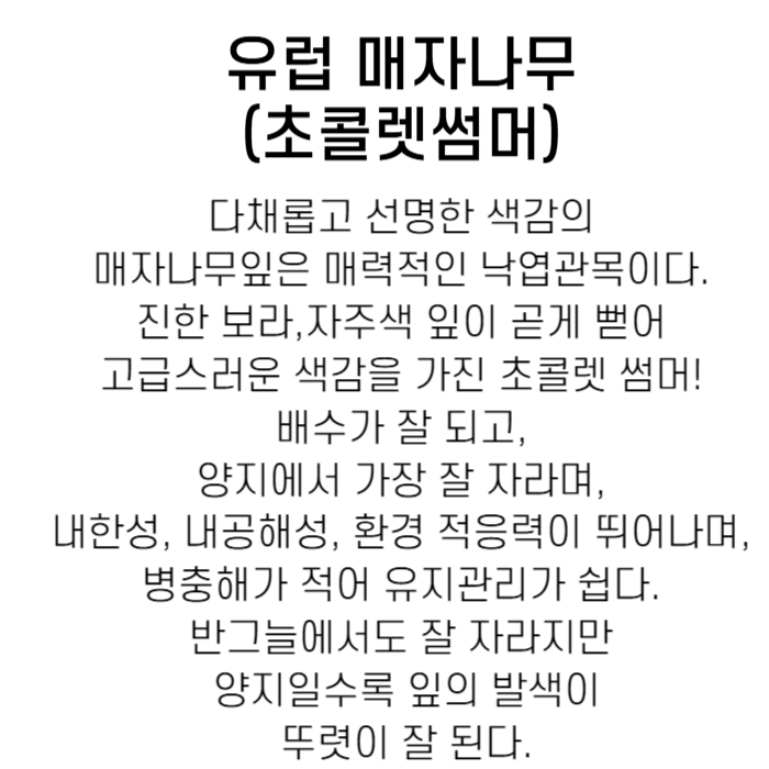 매자초콜릿섬머.jpg