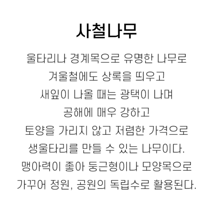 사철나무.jpg