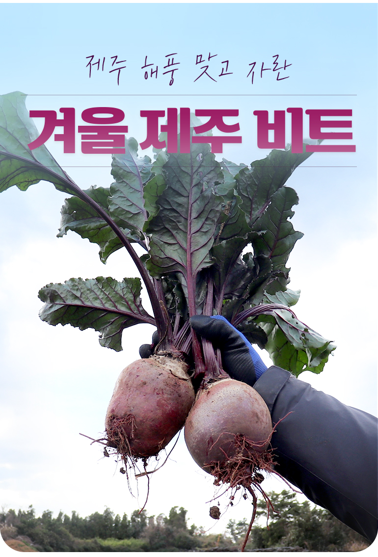 hk_Kohlrabi_770_211228_09.jpg