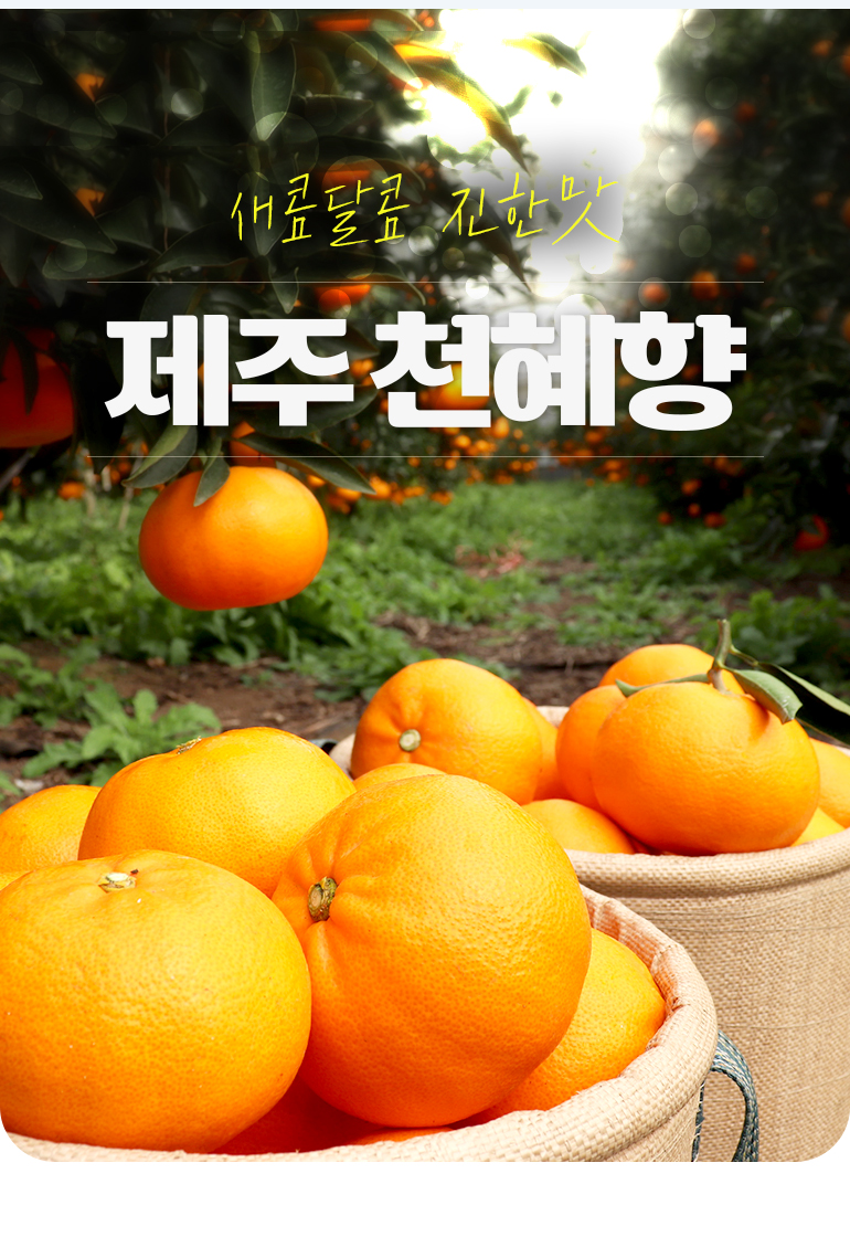 hk_cheonorange_770_220216_02.jpg
