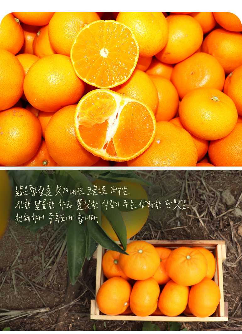 hk_cheonorange_770_220216_04.jpg