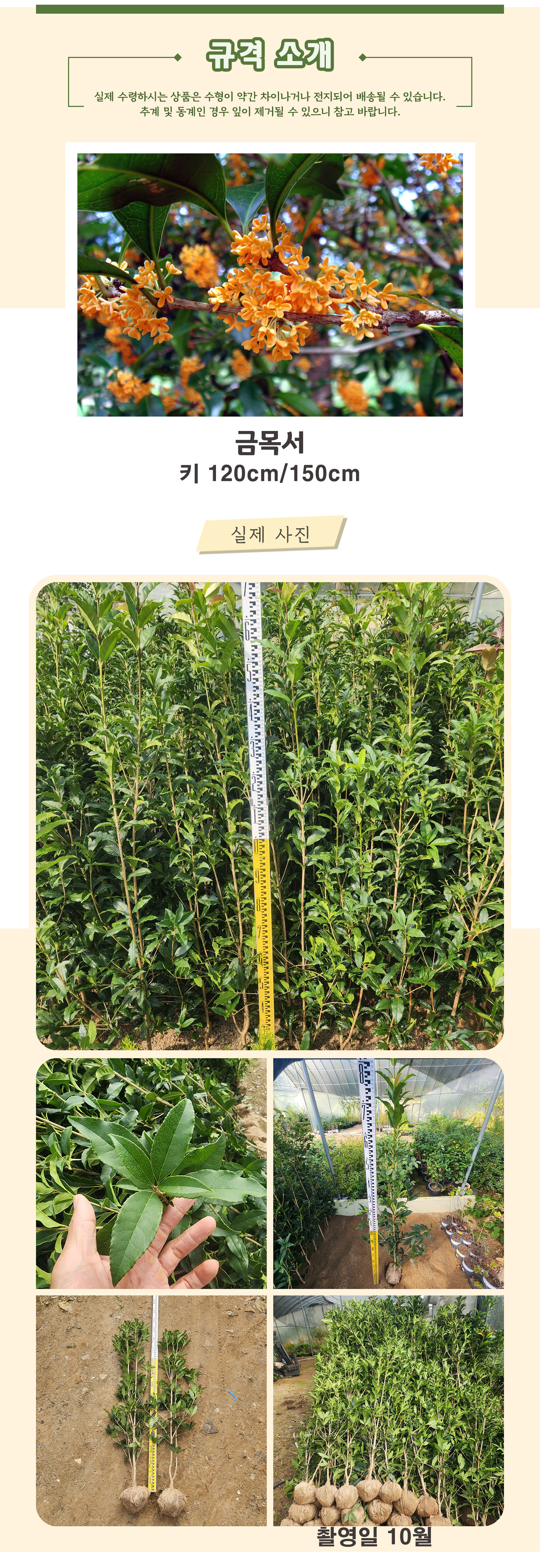 8 금목서 키120 150cm 촬영일 10월 .jpg