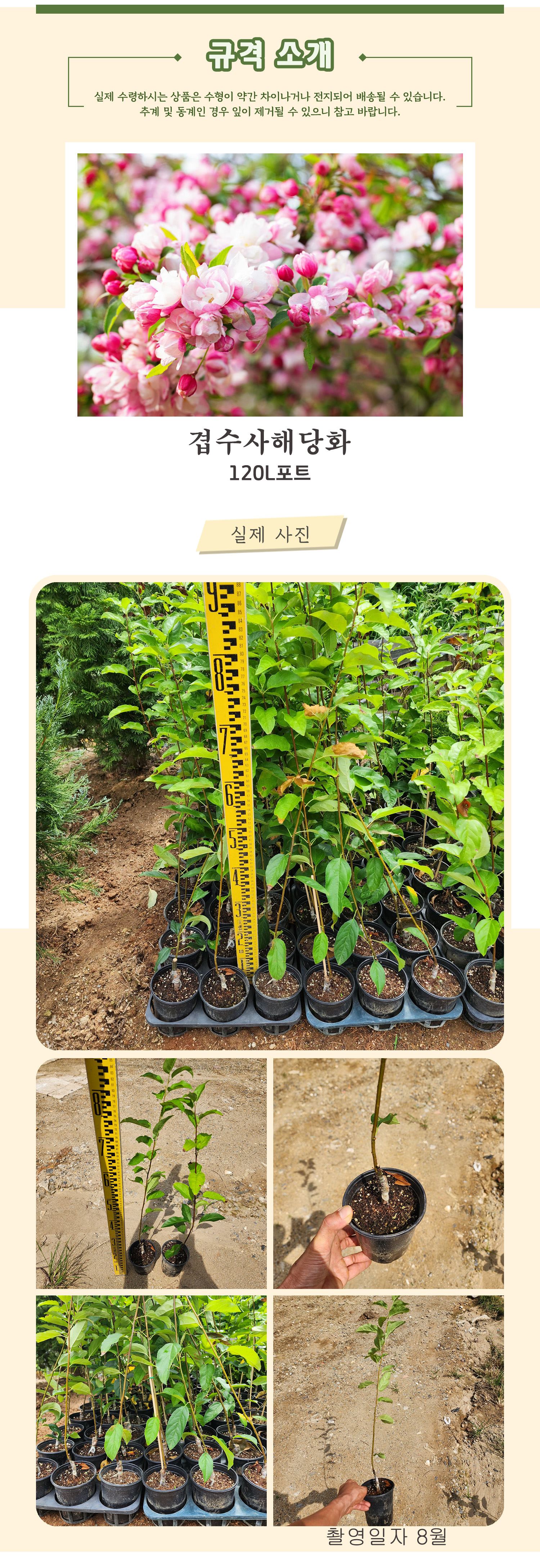 5 겹수사해당화 120L포트 촬영일 8월 .jpg