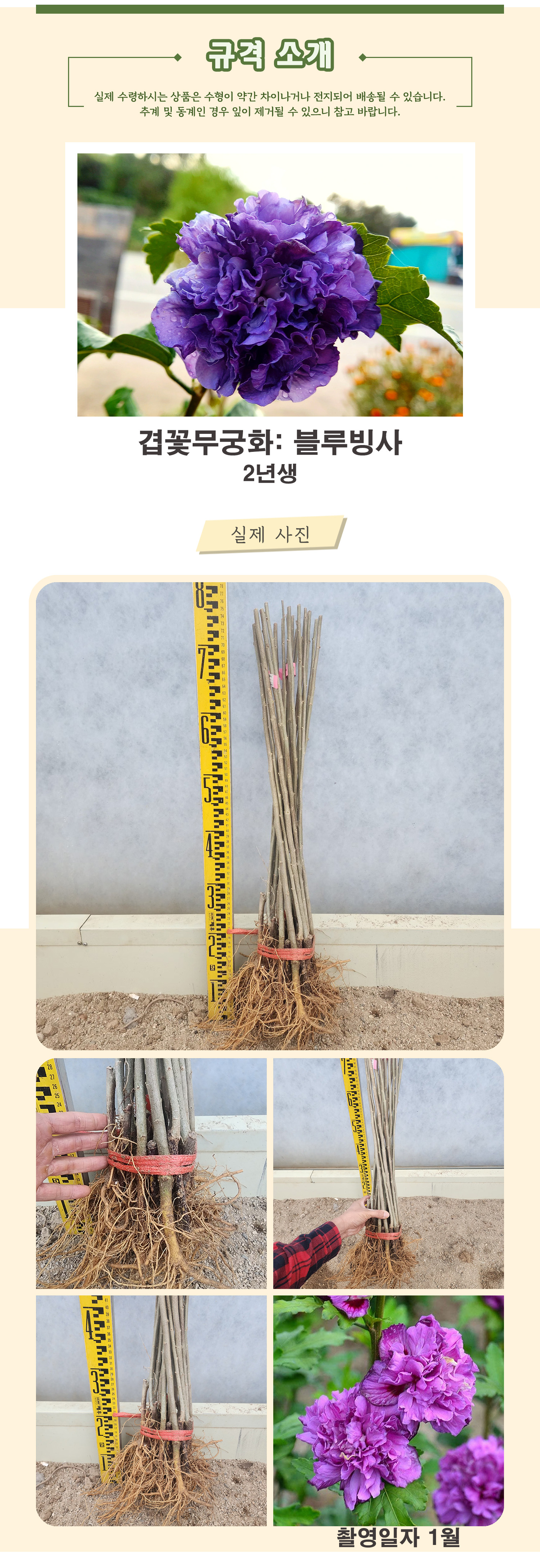 7_블루빙사 2년생 촬영일 1월 psd.jpg