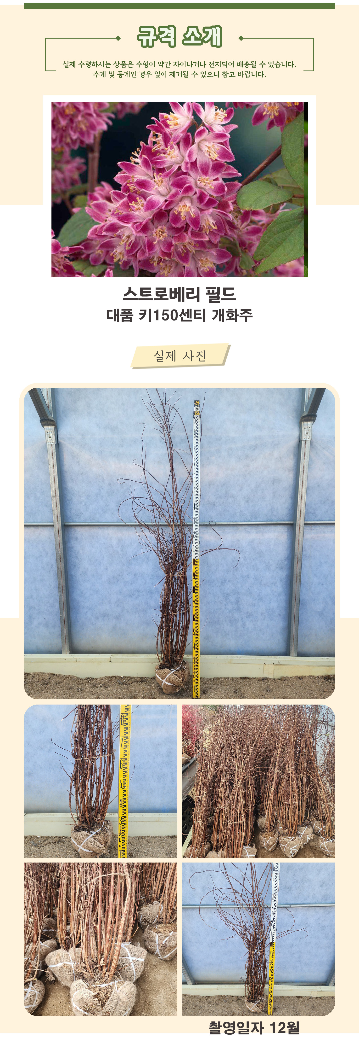 3-스트로베리필드 대품 키150cm개화주 촬영일 12월 .jpg