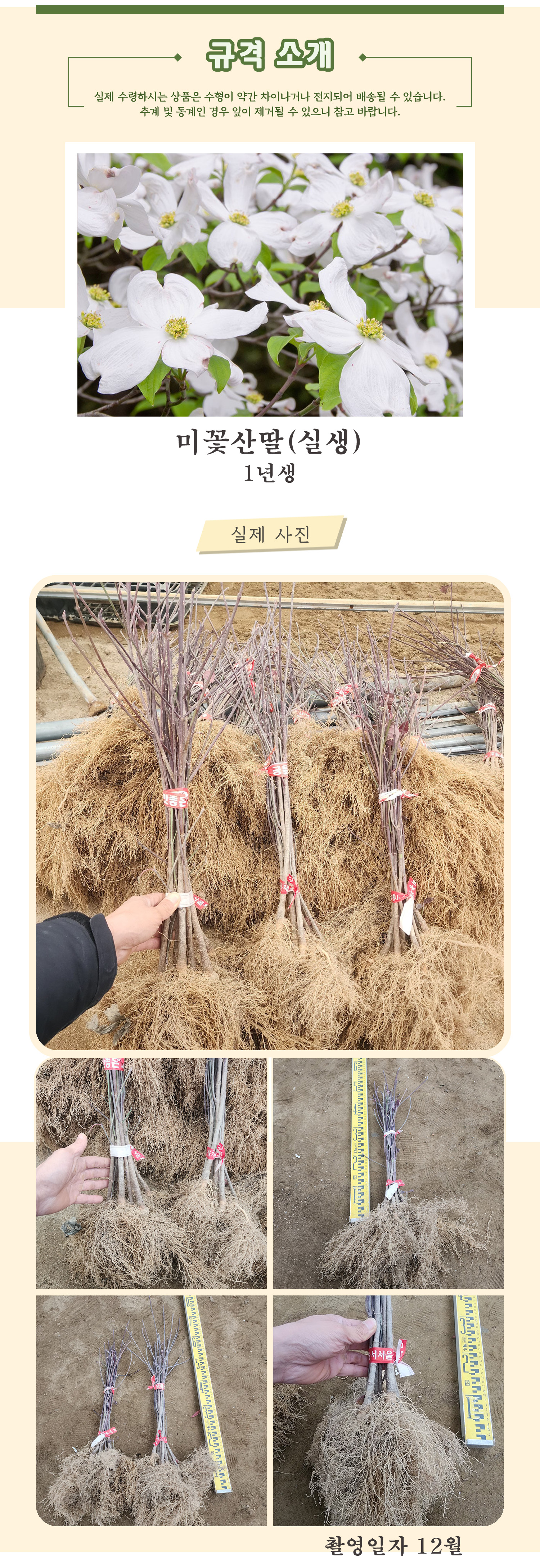 7 미산딸 실생1년 촬영일 12월 .jpg