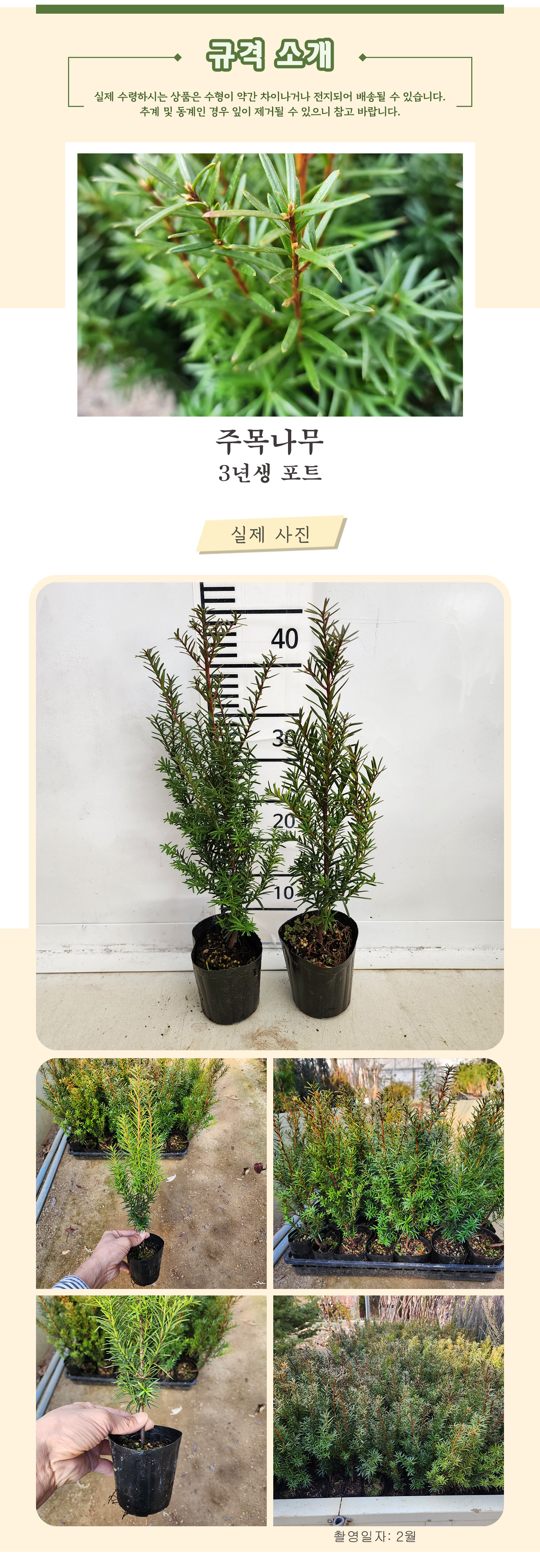 2- 주목 3년생 포트 .jpg