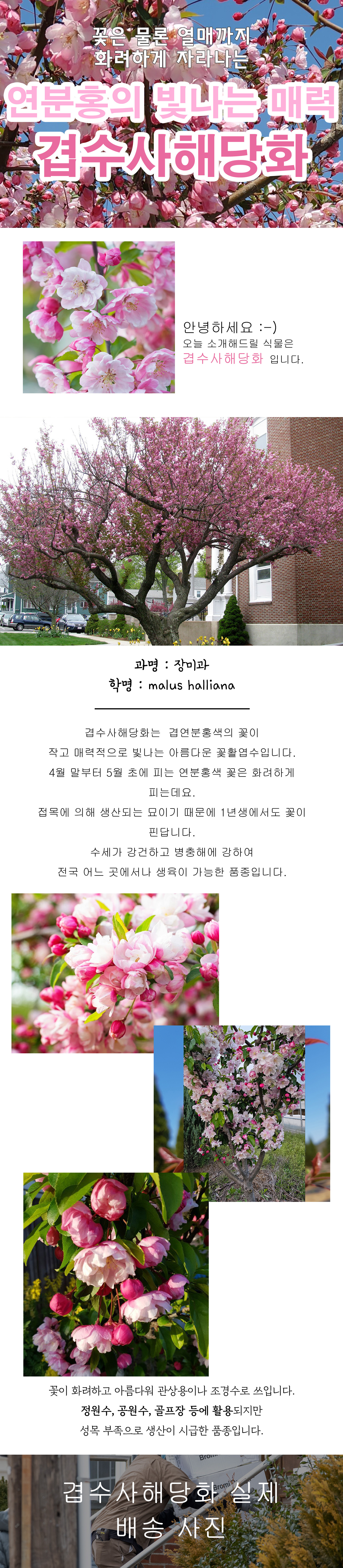 0 - 1 겹수사해당화 상세페이지 .jpg