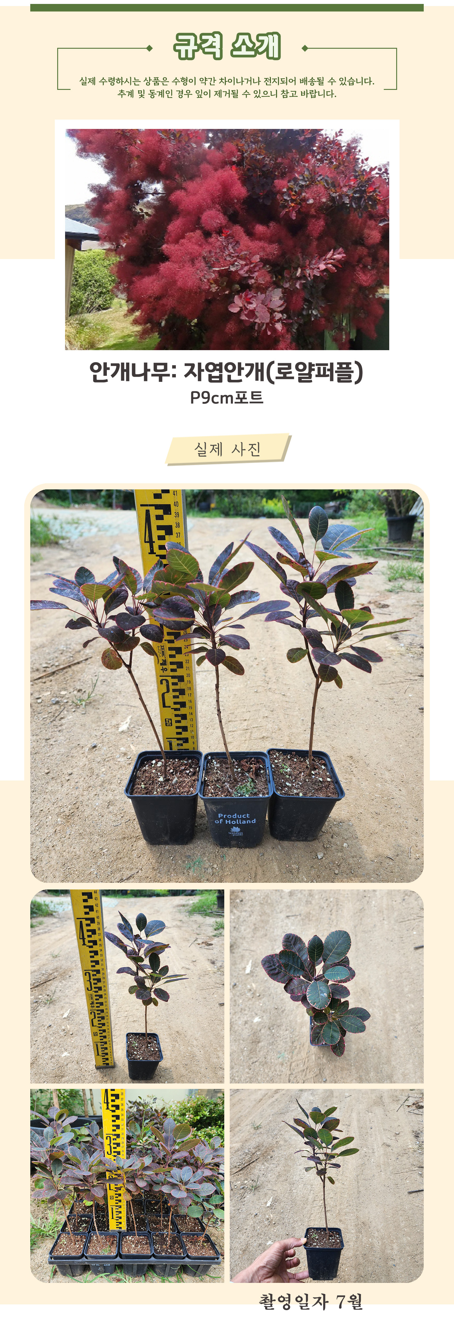 1_4_로얄퍼플 P9포트 - 촬영일 7월 .jpg