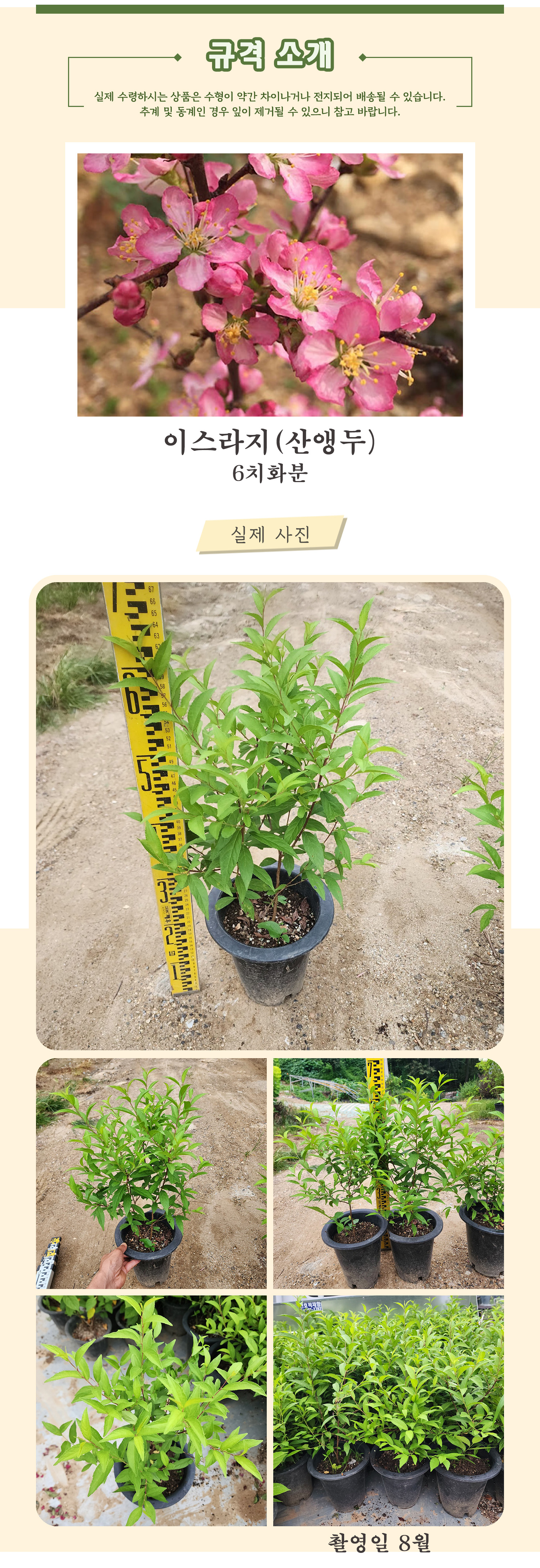 이스라지 6치화분 촬영일 8월 .jpg
