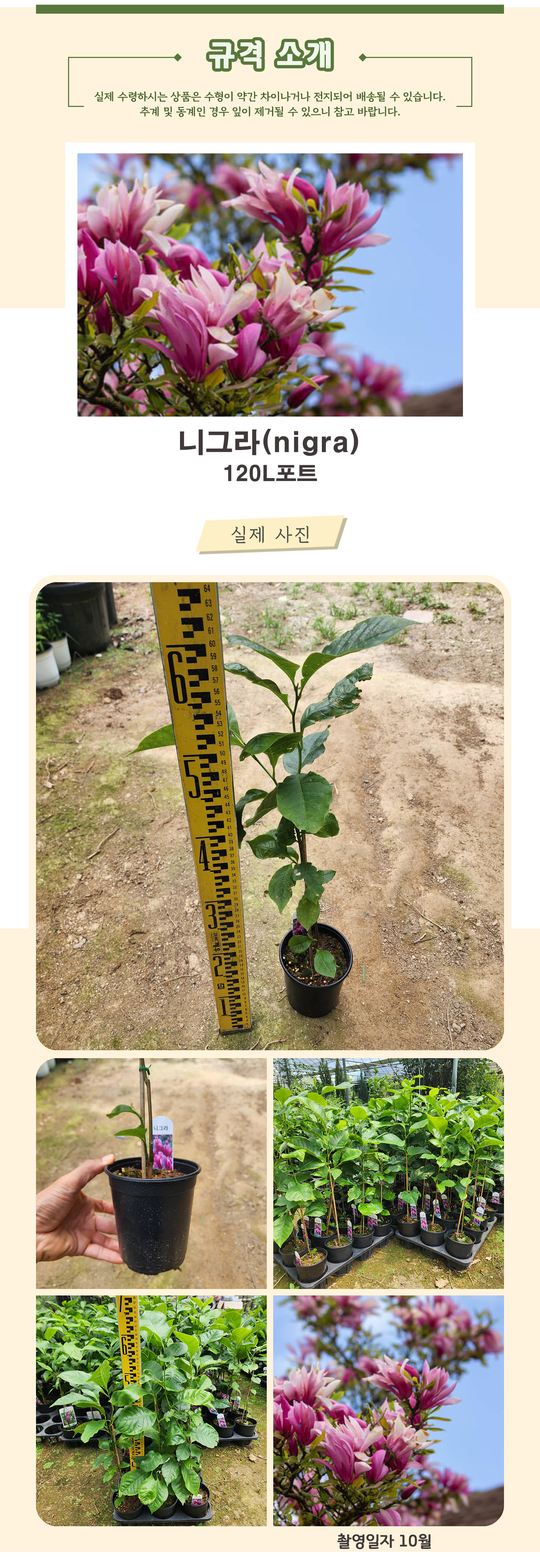 9-니그라 촬영일 10월  .jpg