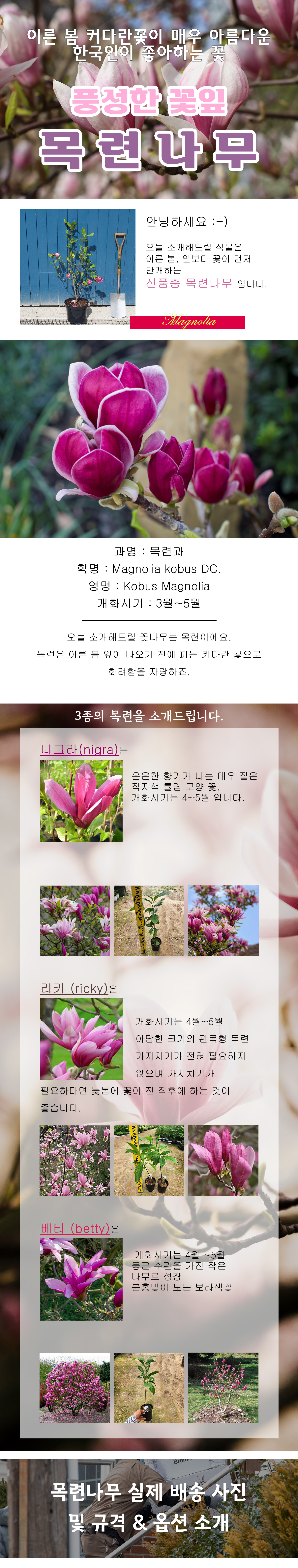 0 -2 심품종  - 목련.jpg