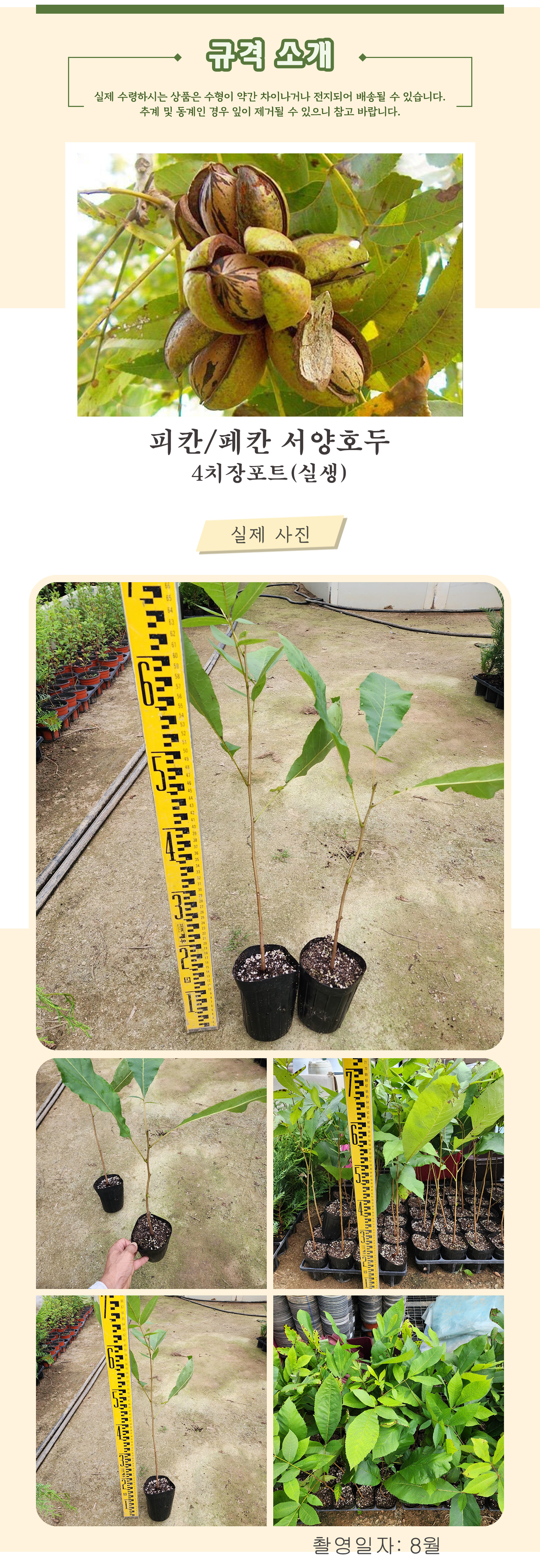 1_피칸 4치장포트 촬영일 8월 .jpg