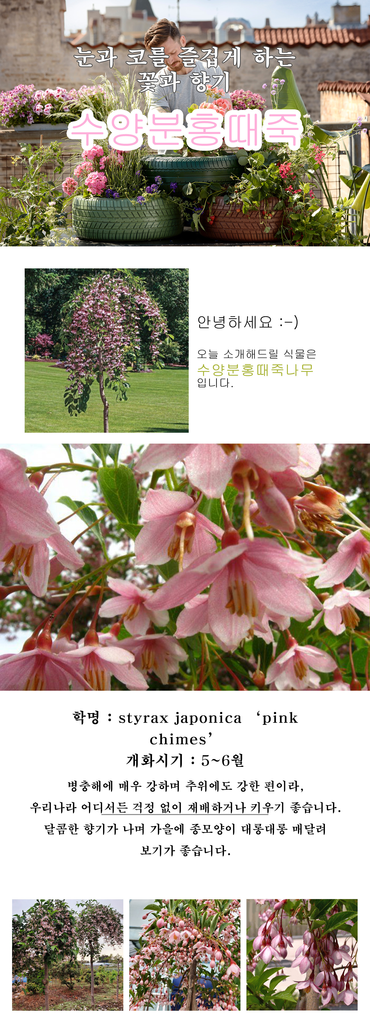 0_ 수양분홍때죽 .jpg