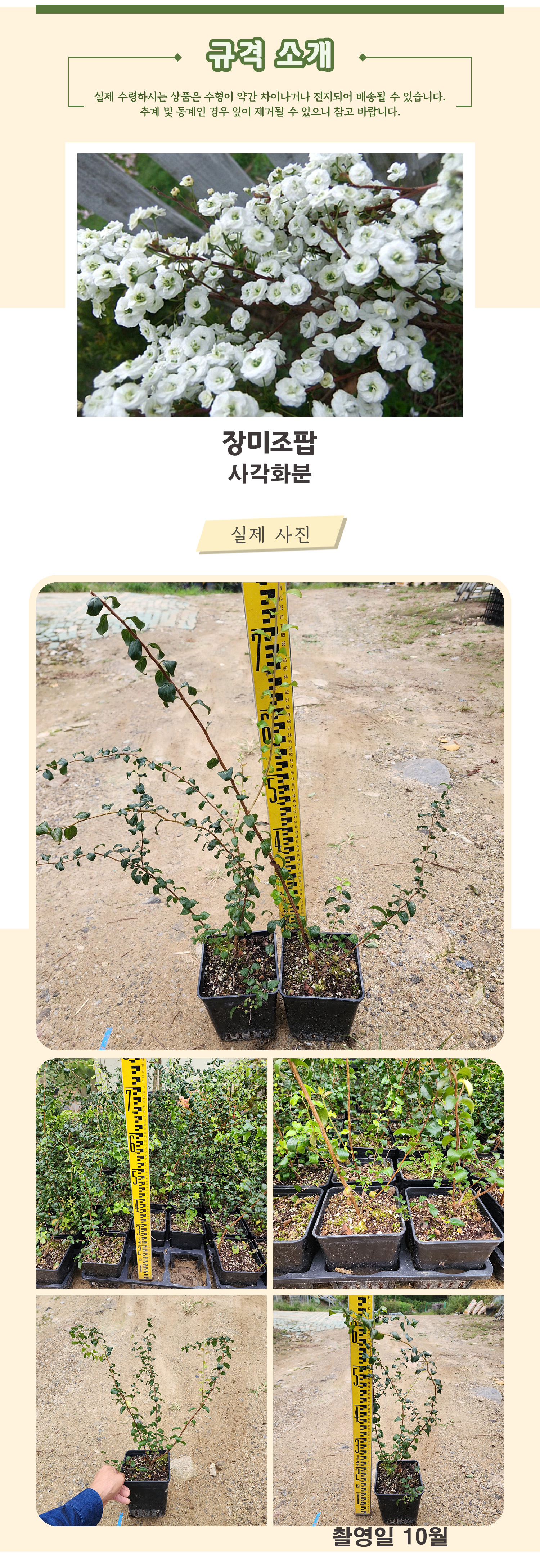 8-장미조팝 사각화분 촬영일 10월 .jpg