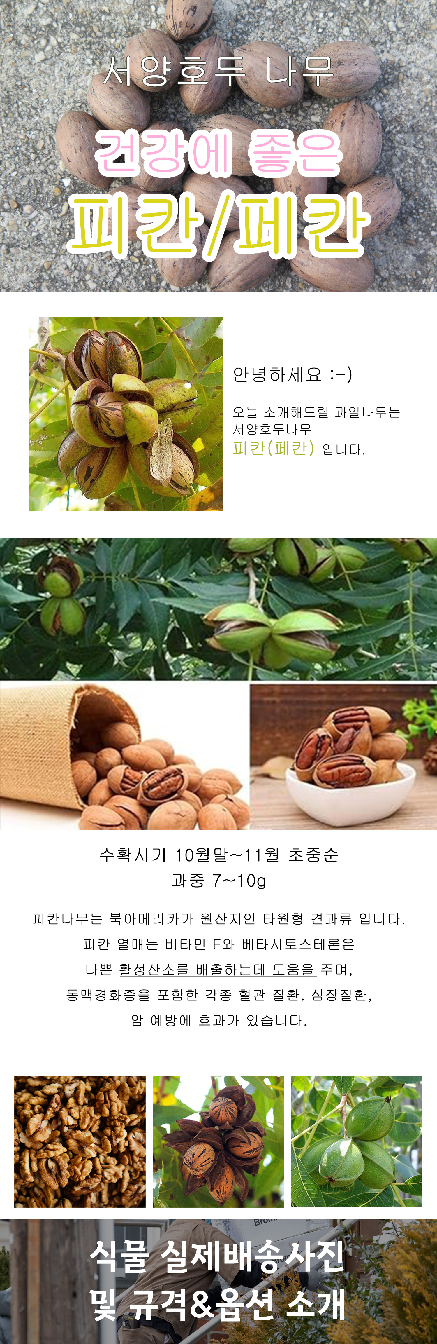 0_피칸(페칸) 상세페이지 .jpg