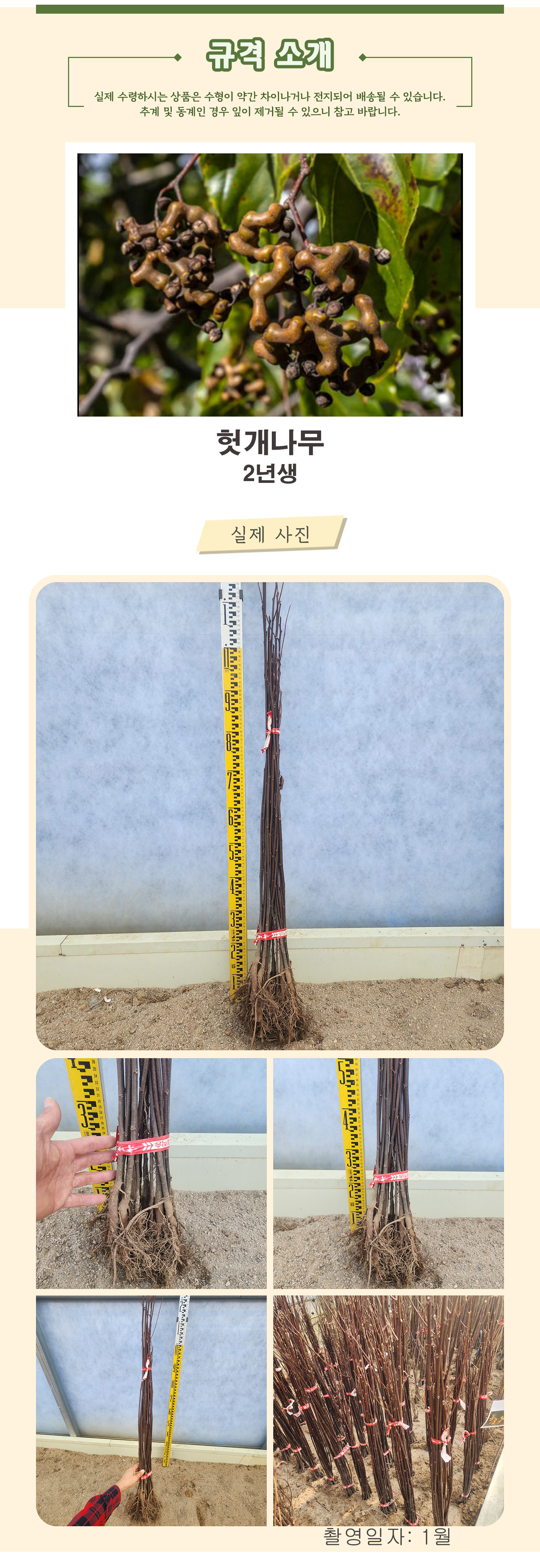 1_헛개나무 2년생 촬영일 1월 .jpg