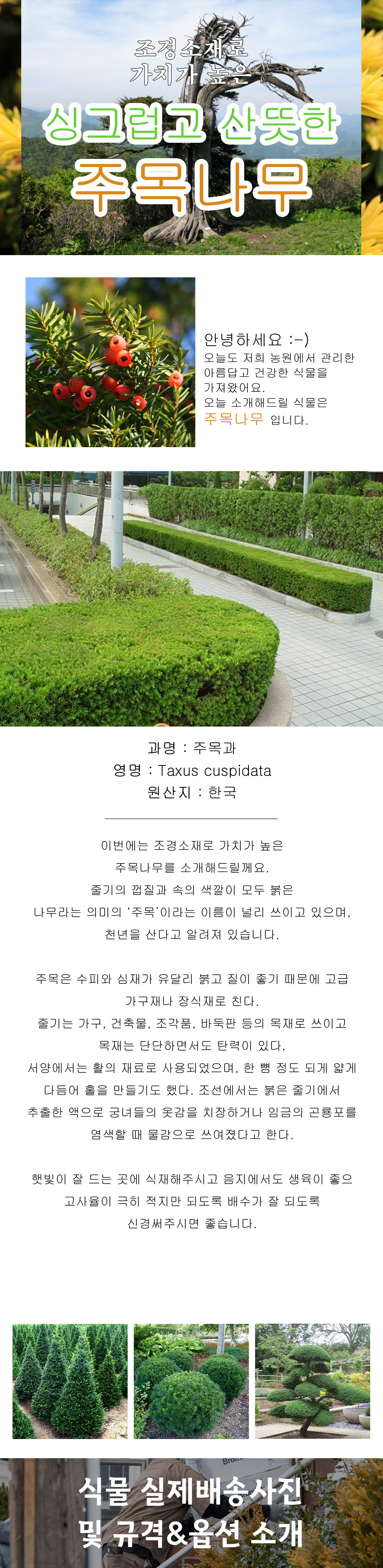 0 - 1 주목나무 상세 .jpg