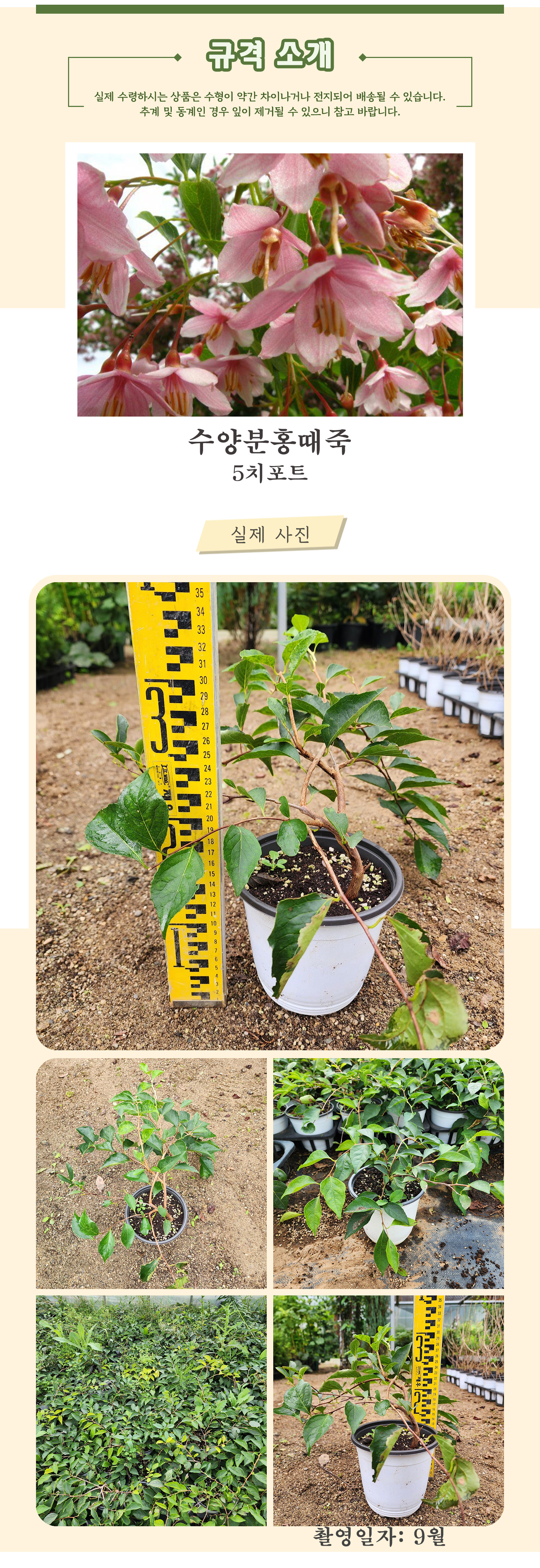 1_수양분홍때죽 5치포트 촬영일 9월 .jpg