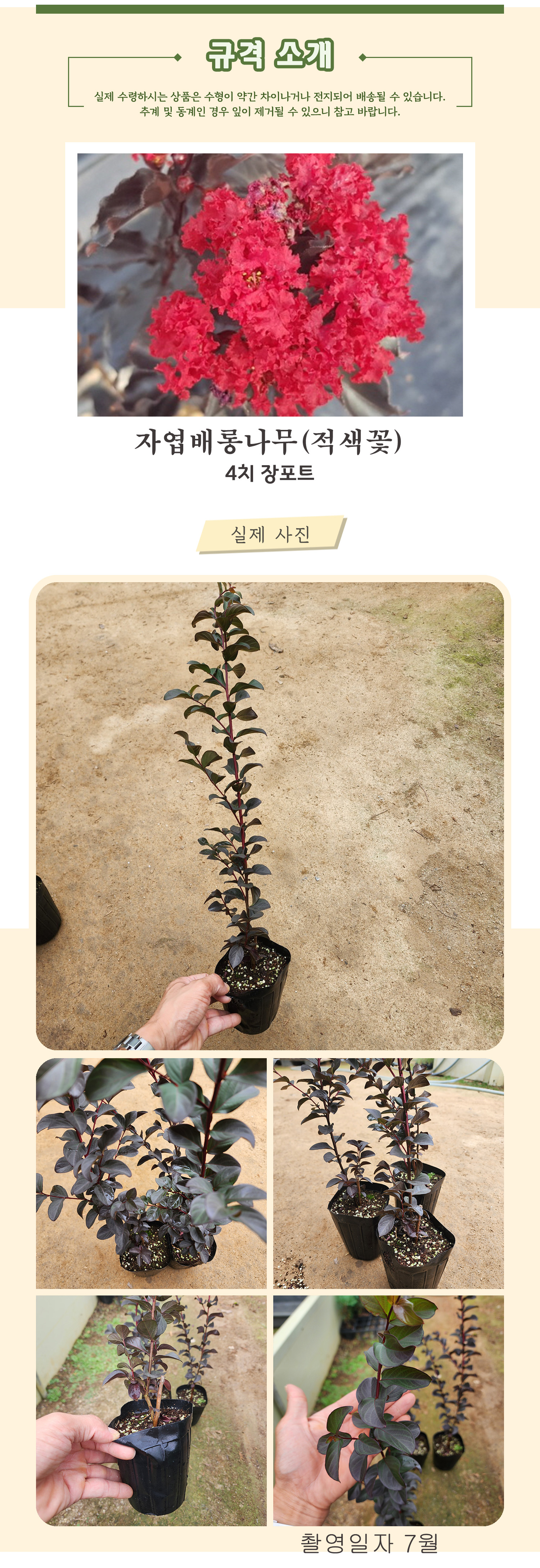 12_자엽배롱(적색꽃) 4치장포트  - 촬영일자 7월 .jpg