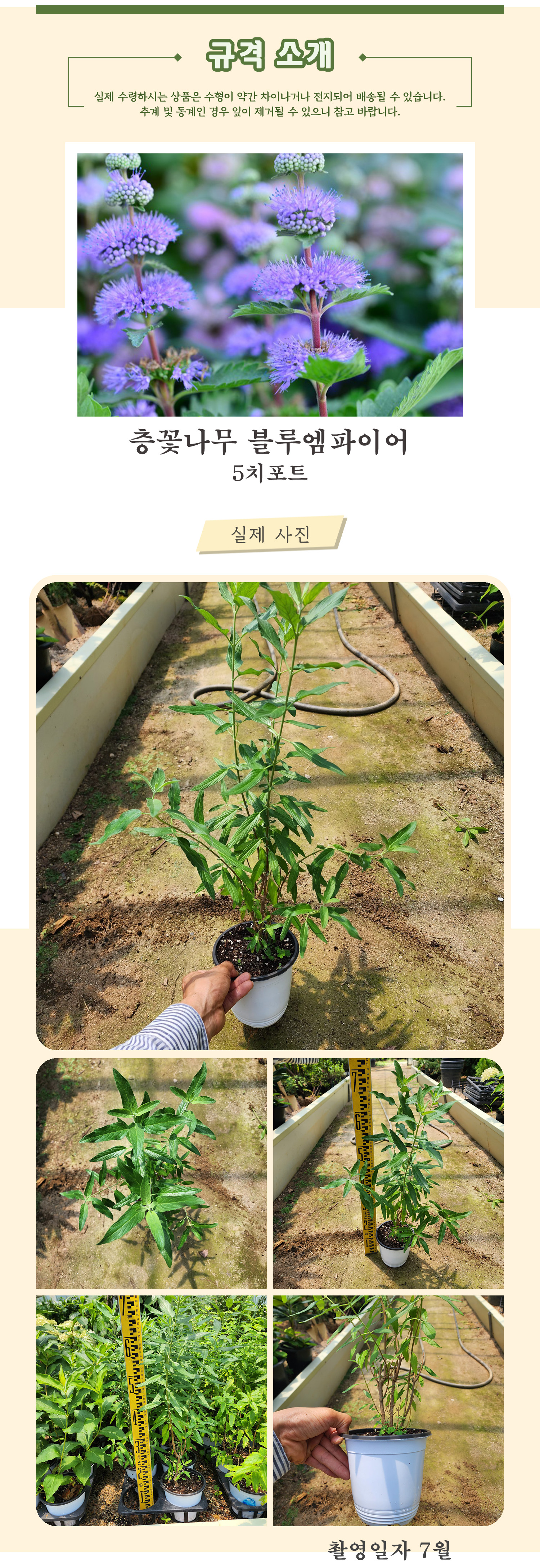 1_블루엠파이어 5치포트 촬영일 7월 .jpg