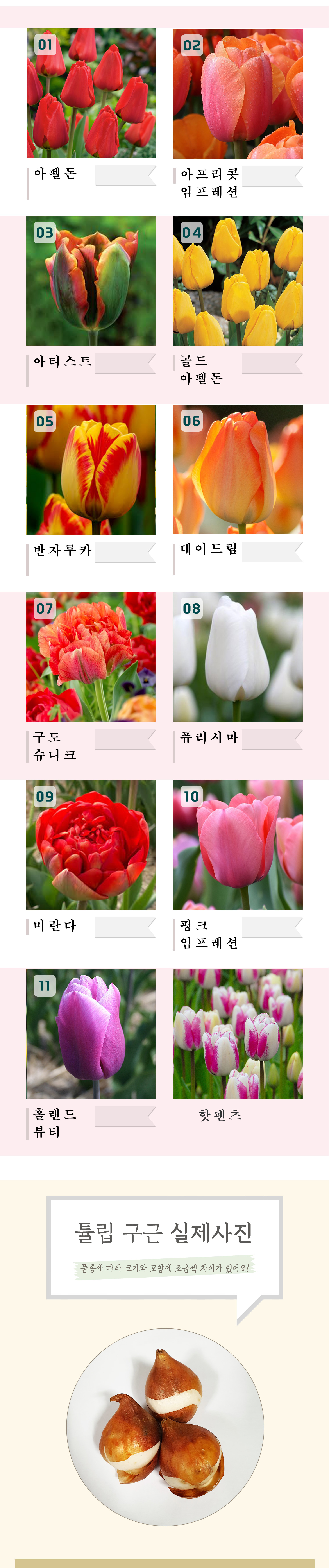 1_4 2026년  튤립 .jpg