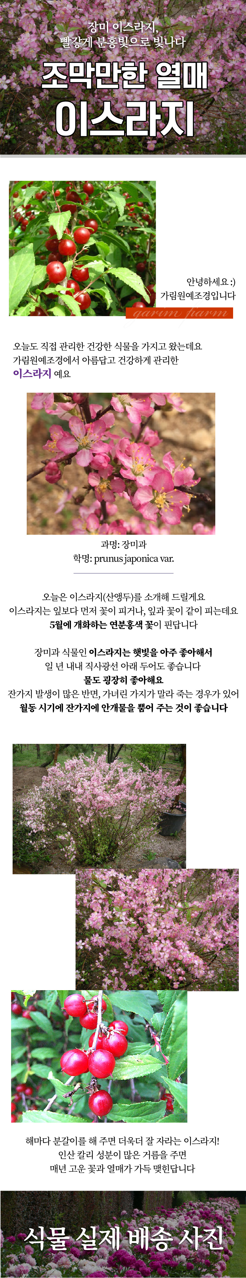이스라지_상세페이지.jpg