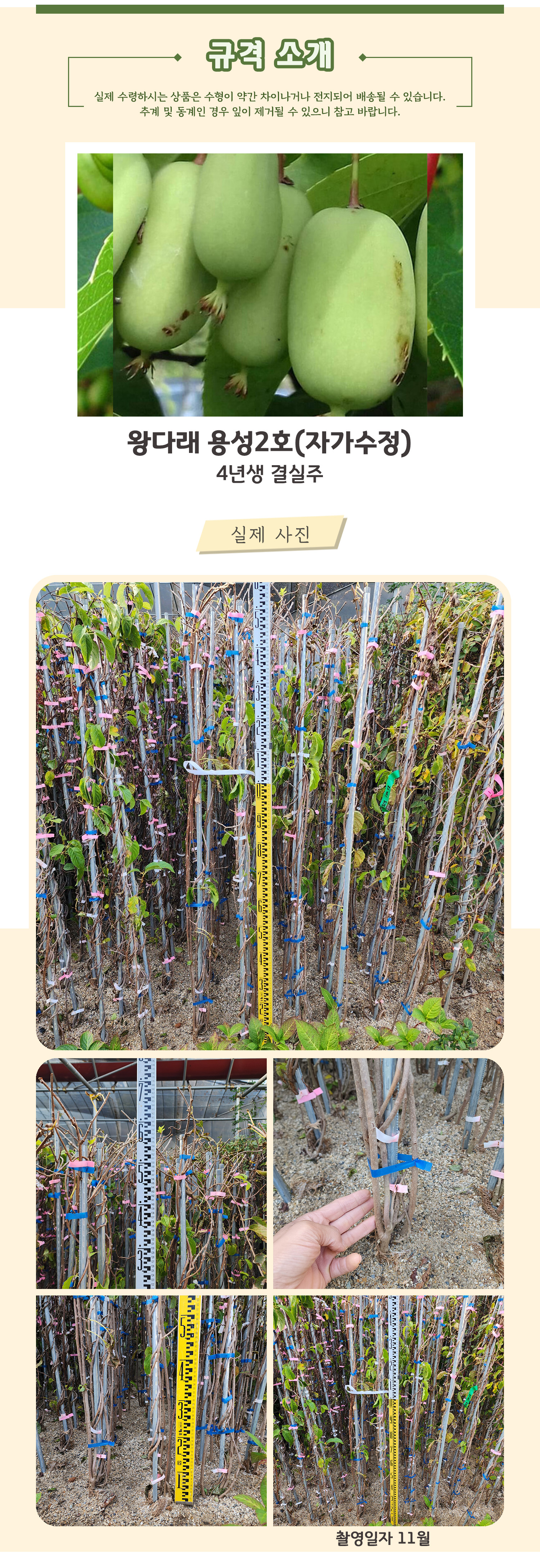 5-왕다래 용성2호 4년생 .jpg