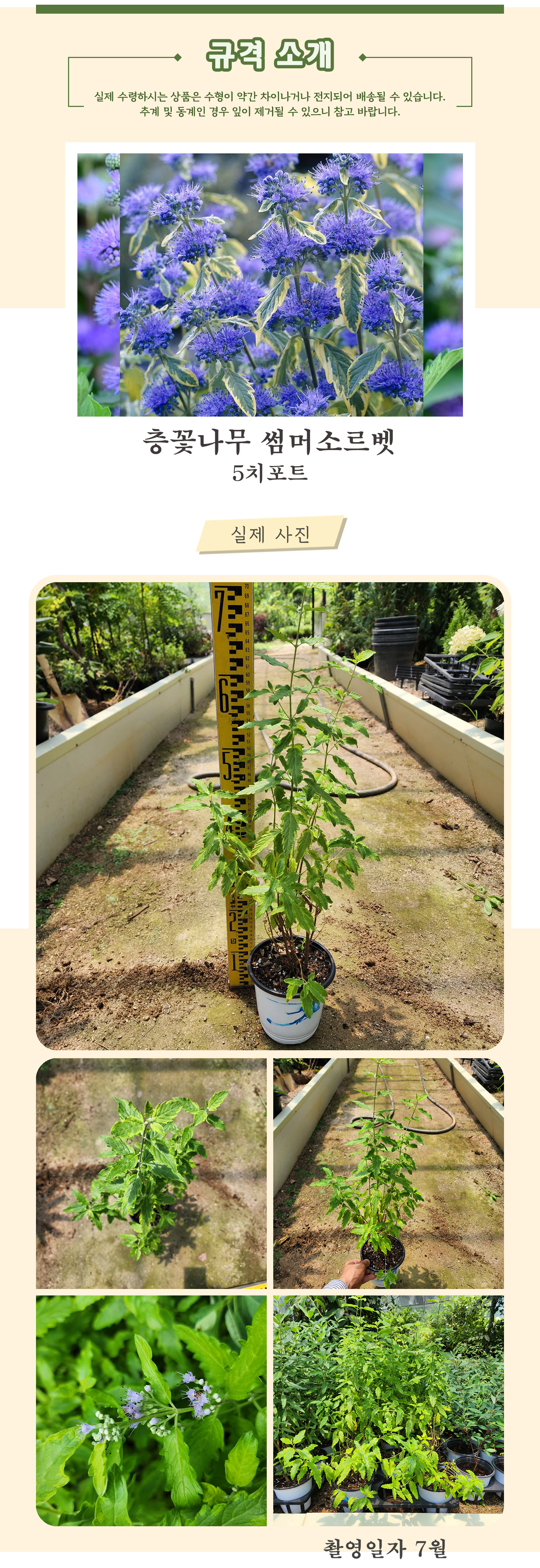2_썸머소르벳 5치포트 촬영일 7월  .jpg