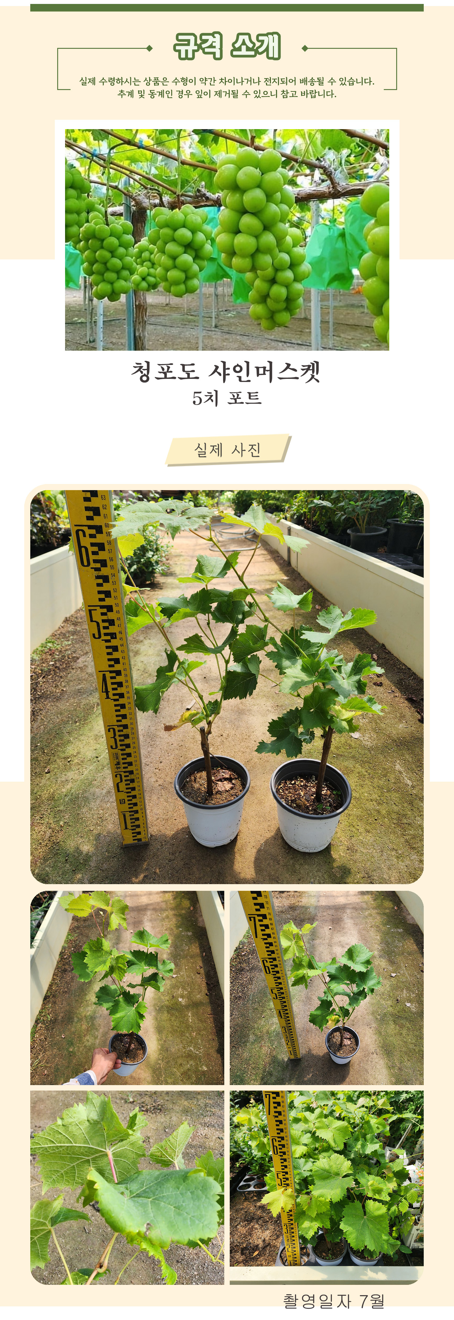 1_3_샤인머스켓_5치포트 촬영일 7월 .jpg