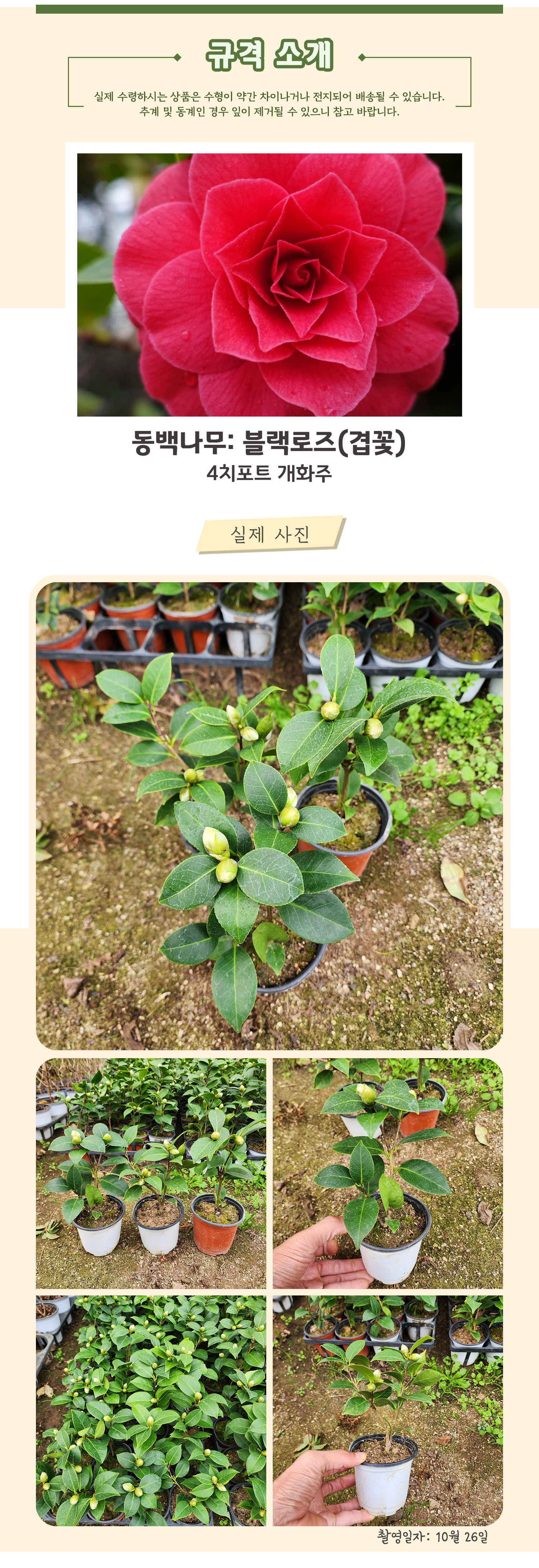 11_블랙로즈 4치포트 개화주 .jpg