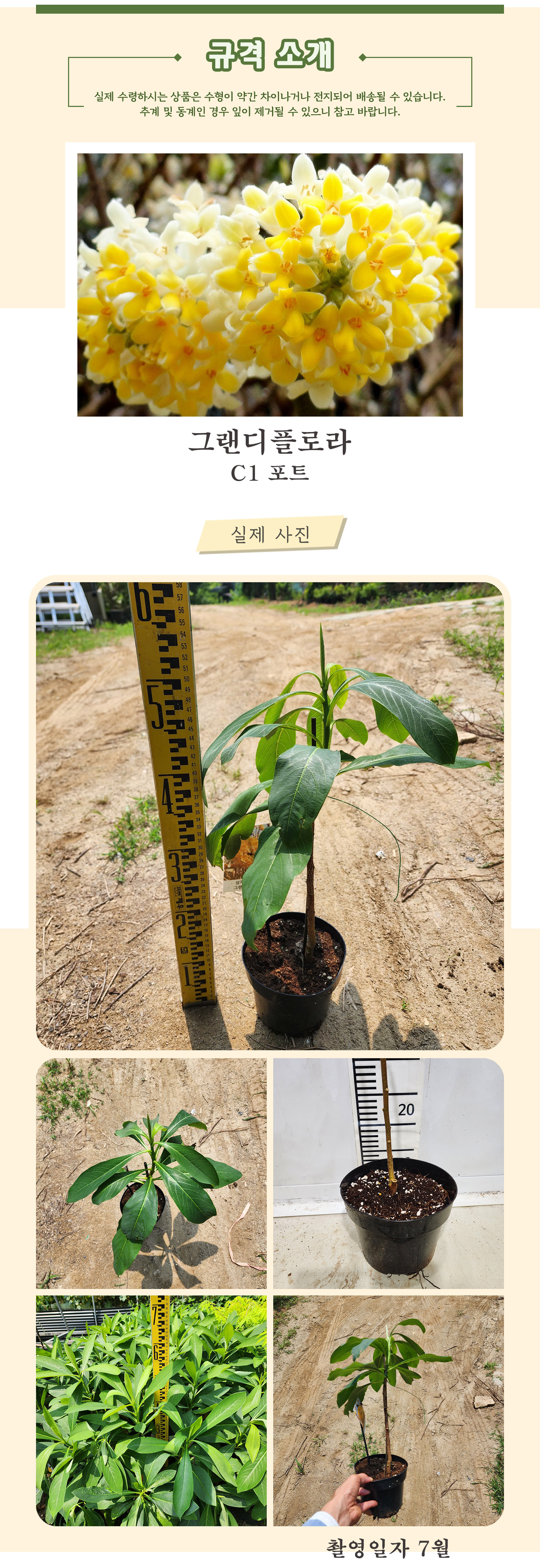 2 삼지닥나무 그랜디플로라 C1포트 촬영일 7월 .jpg