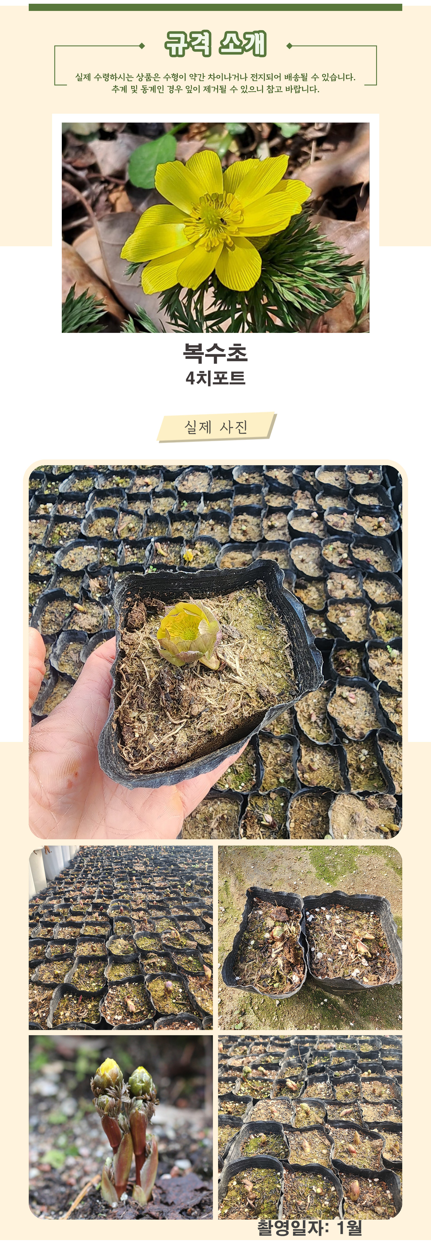 1_복수초 4치포트 촬영일 1월 .jpg