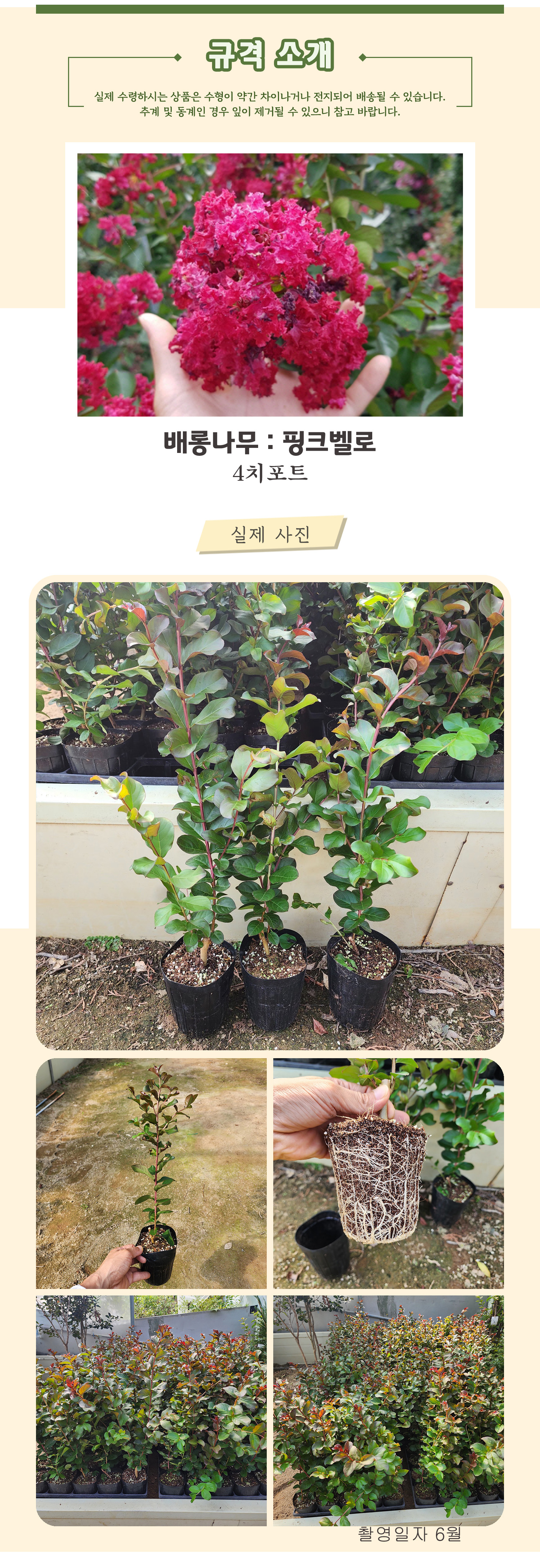 2-3_핑크벨로_4치포트 .jpg
