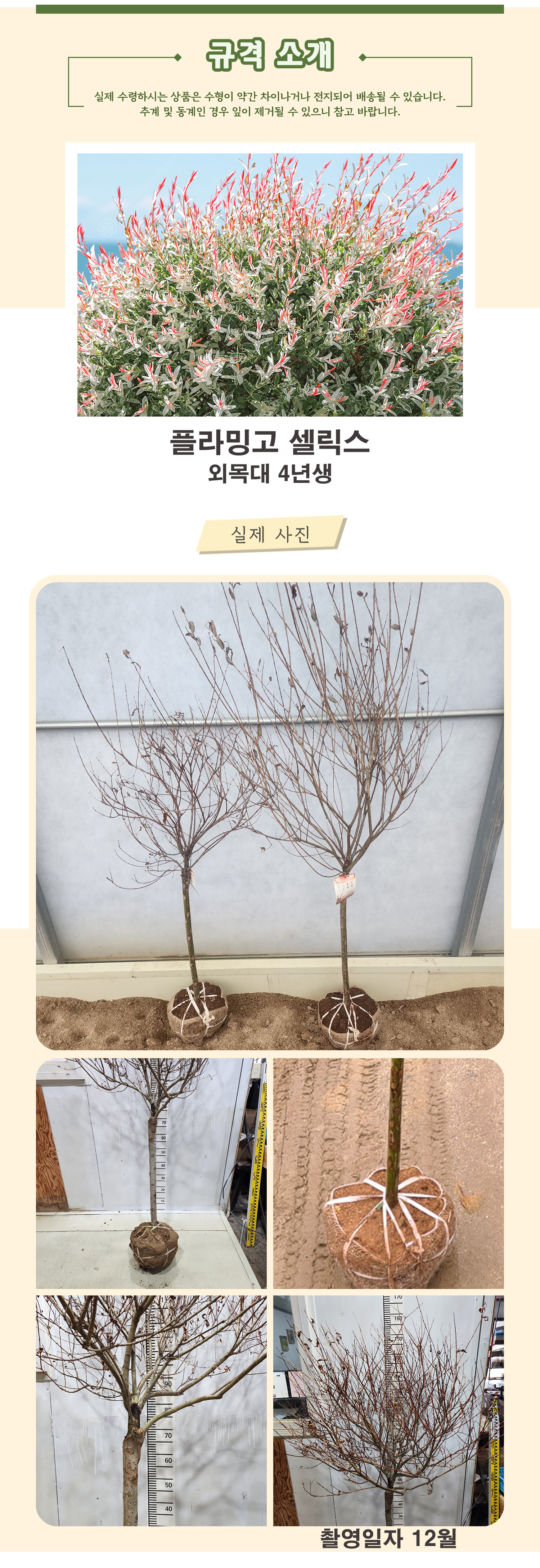 1_6_플라밍고셀릭스 외목대 4년생 .jpg