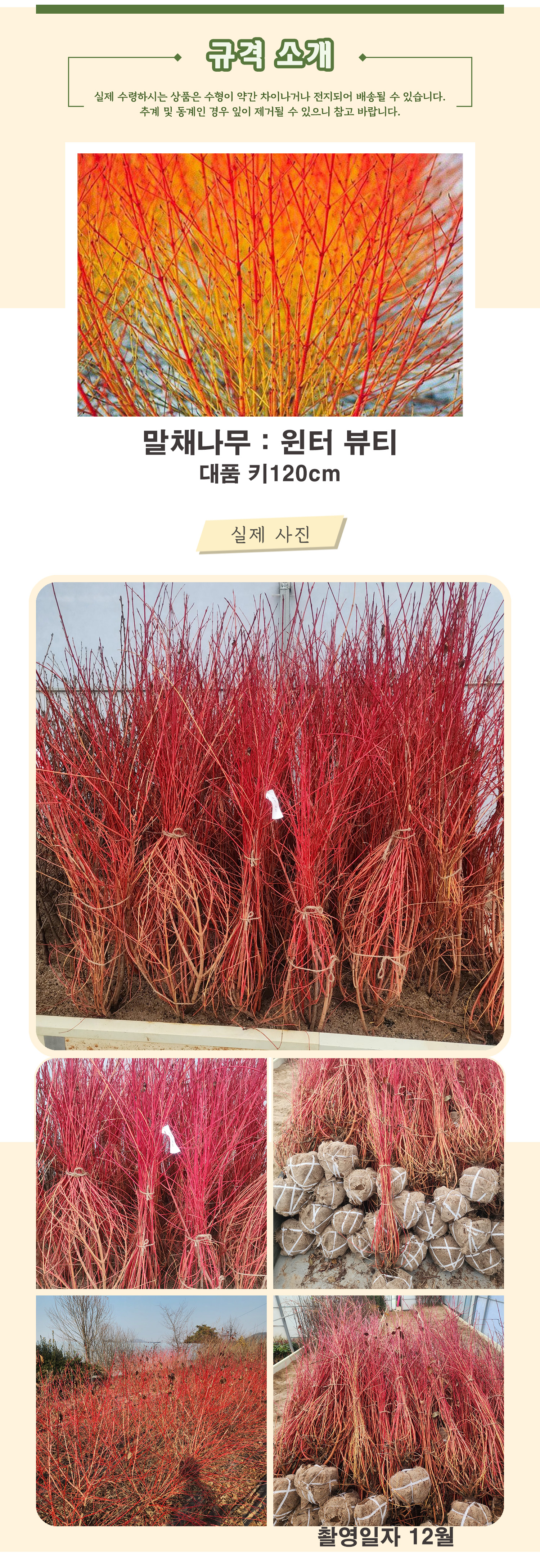 8_윈터뷰티_대품 키120cm .jpg