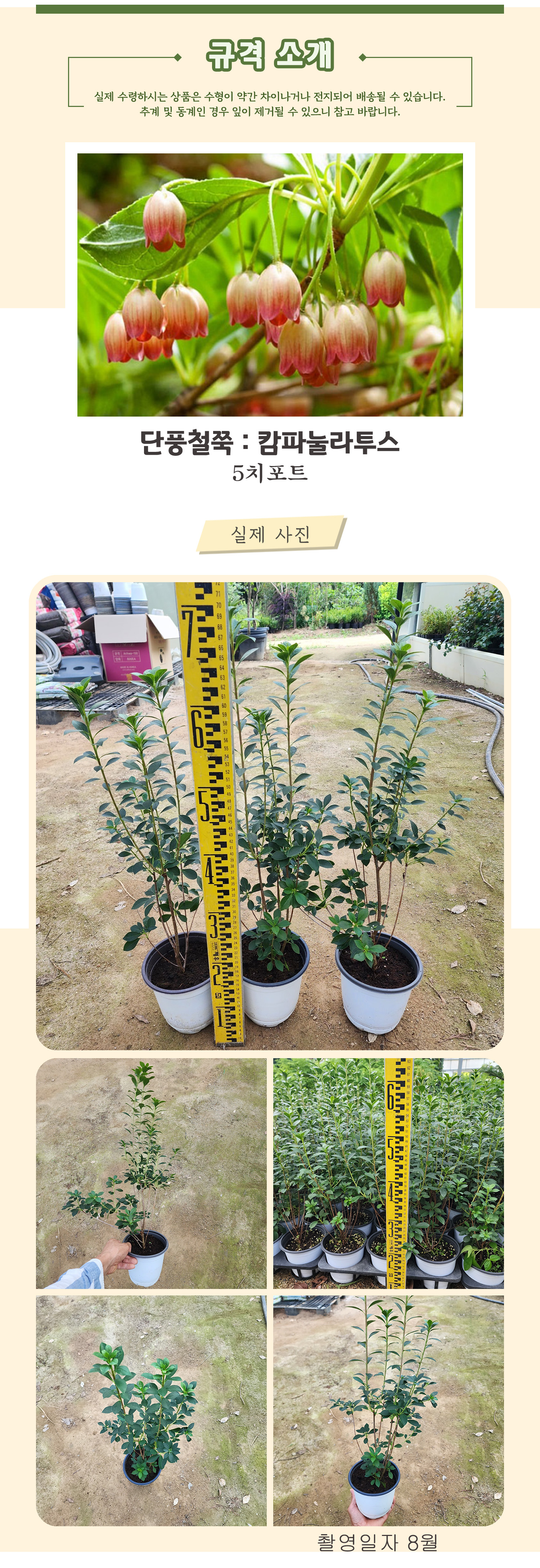 4 캄파눌라투스 5치포트 촬영일 8월 .jpg