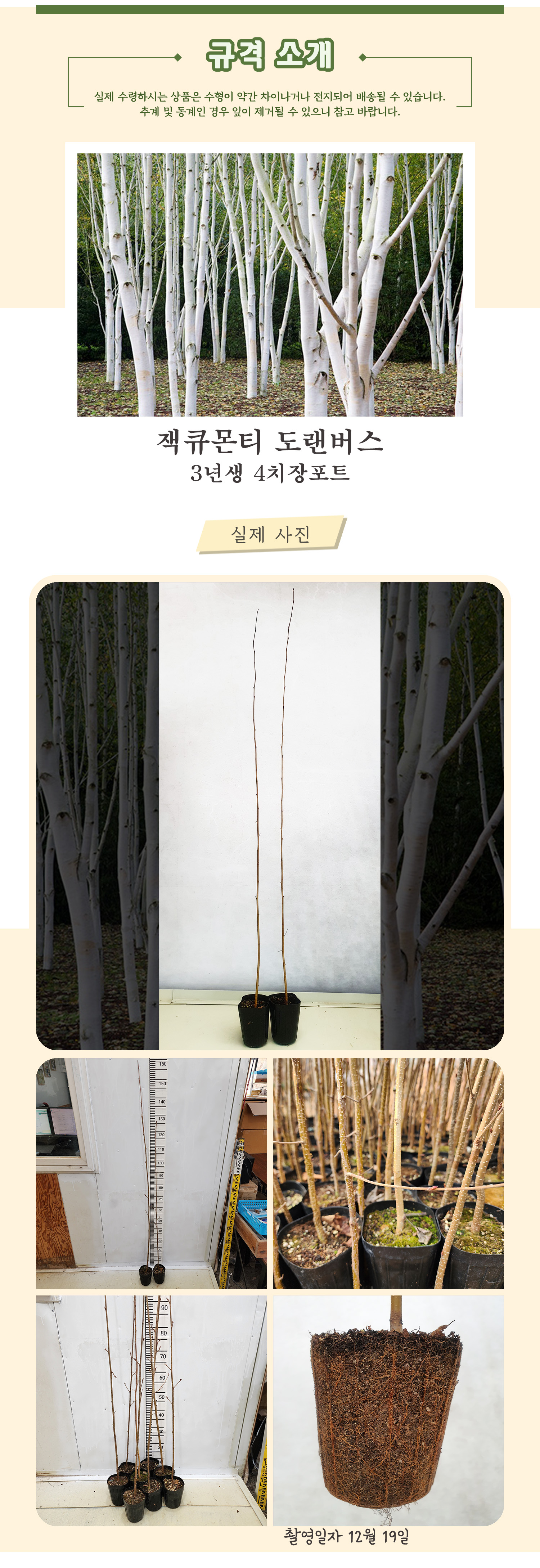 3_잭큐몬티 도랜버스 3년생 .jpg
