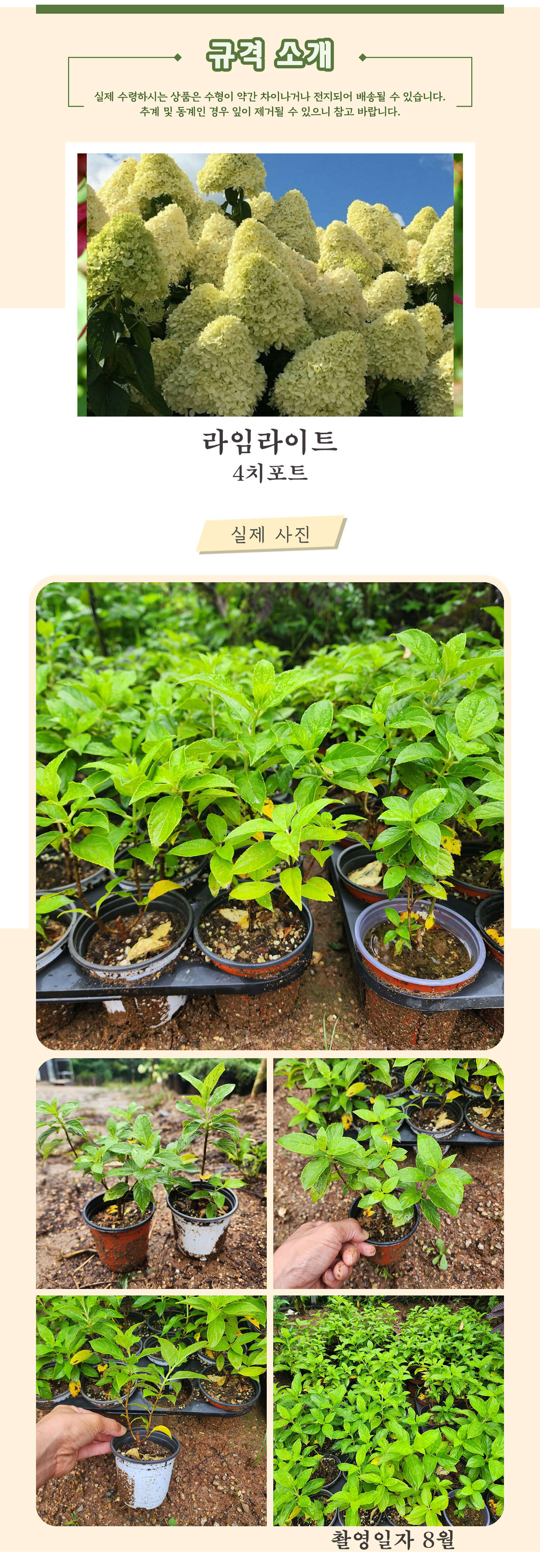 13-라임라이트 4치포트 촬영일 8월 .jpg