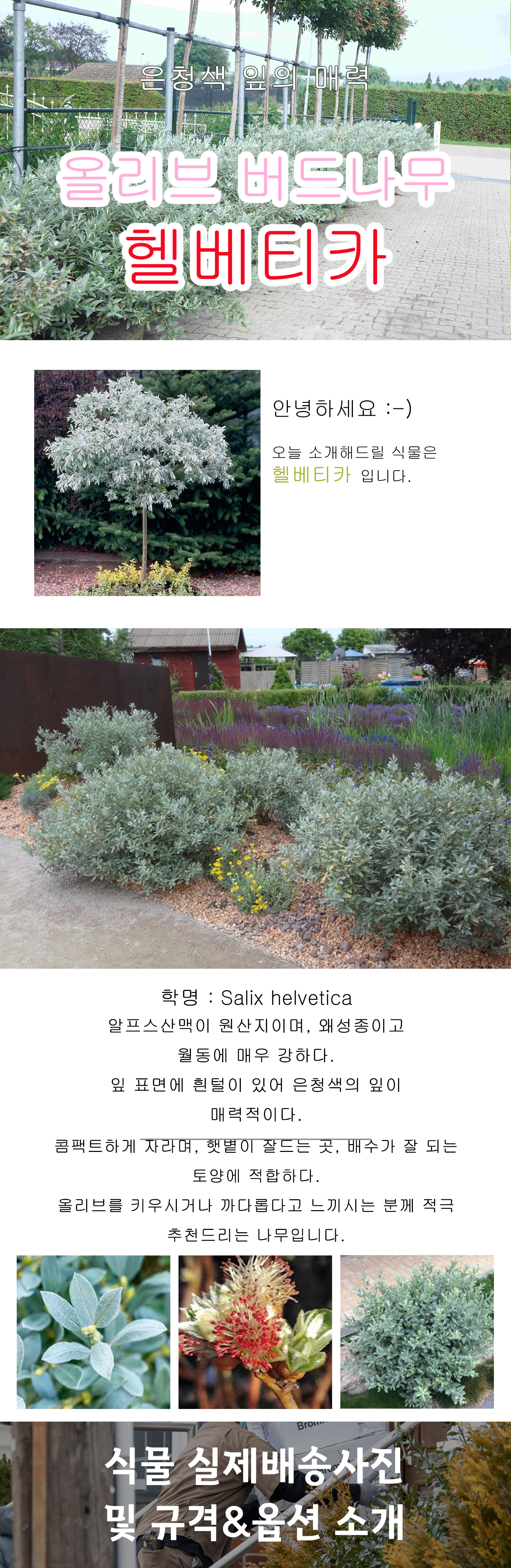 00셀릭스 헬베티카 상세페이지.jpg