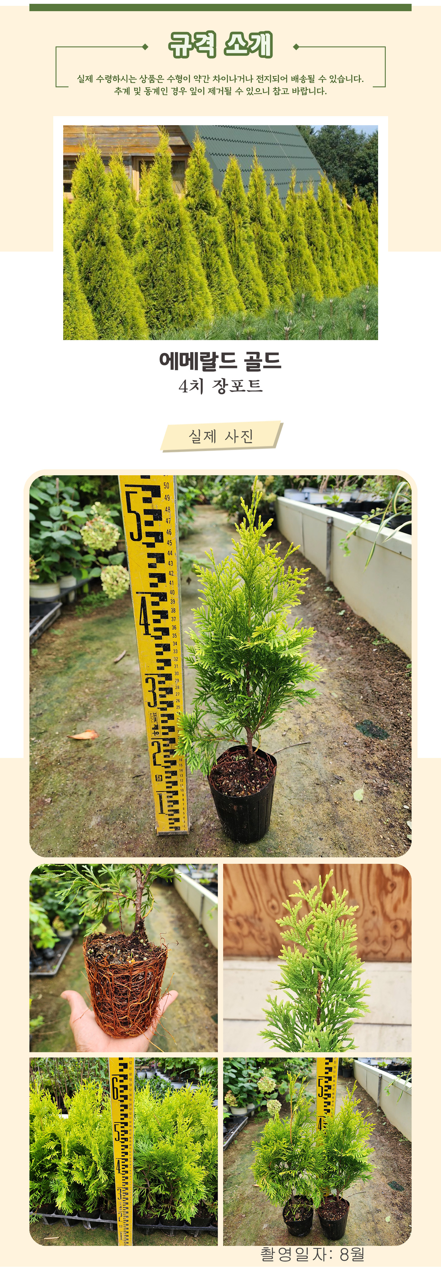 5_에메랄드골드 4치장포트 촬영일 8월 .jpg