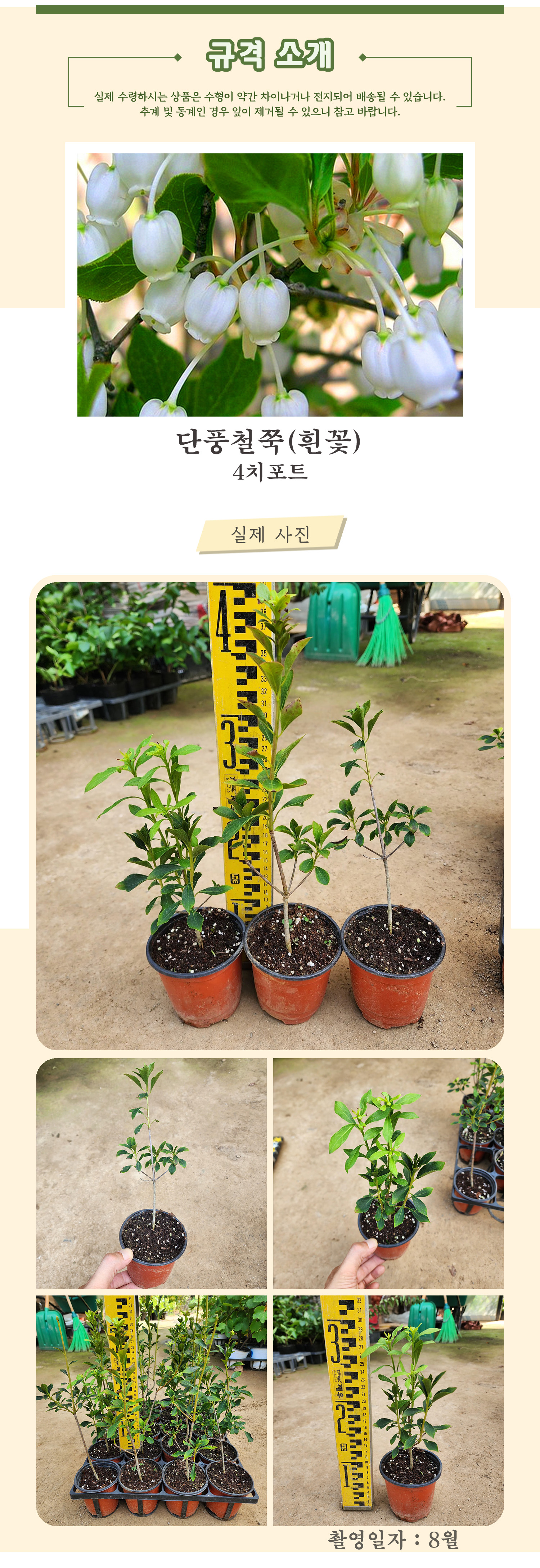 6 - 단풍철쭉 흰꽃 4치포트 촬영일 8월  .jpg